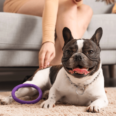 Pet Odor Removal